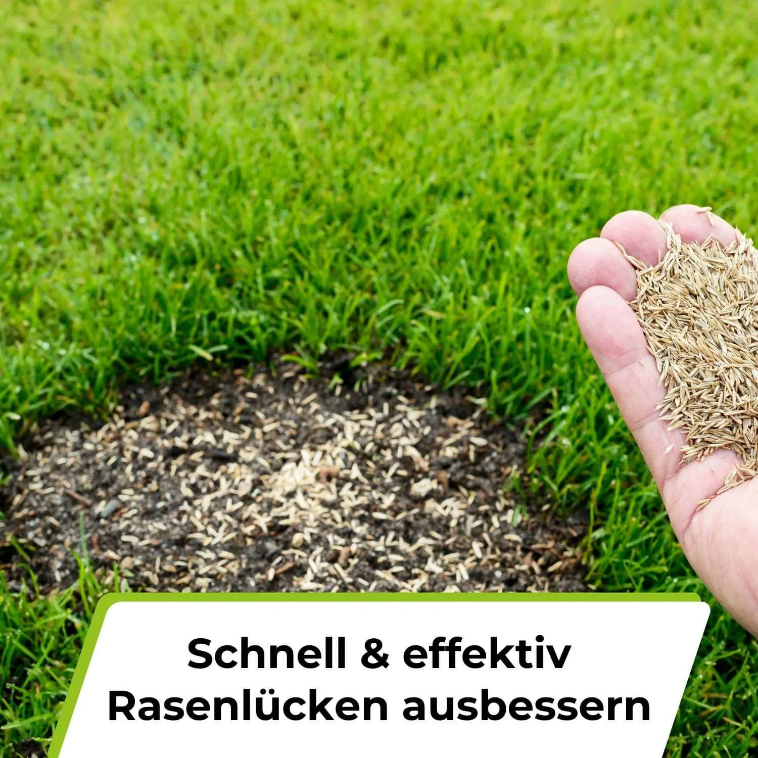 Rasensamen - Nachsaat, Reparatur und Neuanlage - Image 15