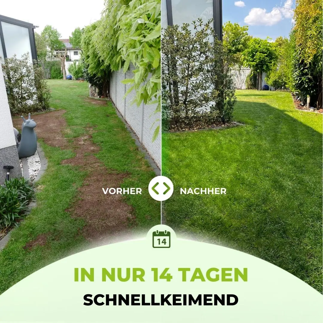 Rasensamen - Nachsaat, Reparatur und Neuanlage - Image 23