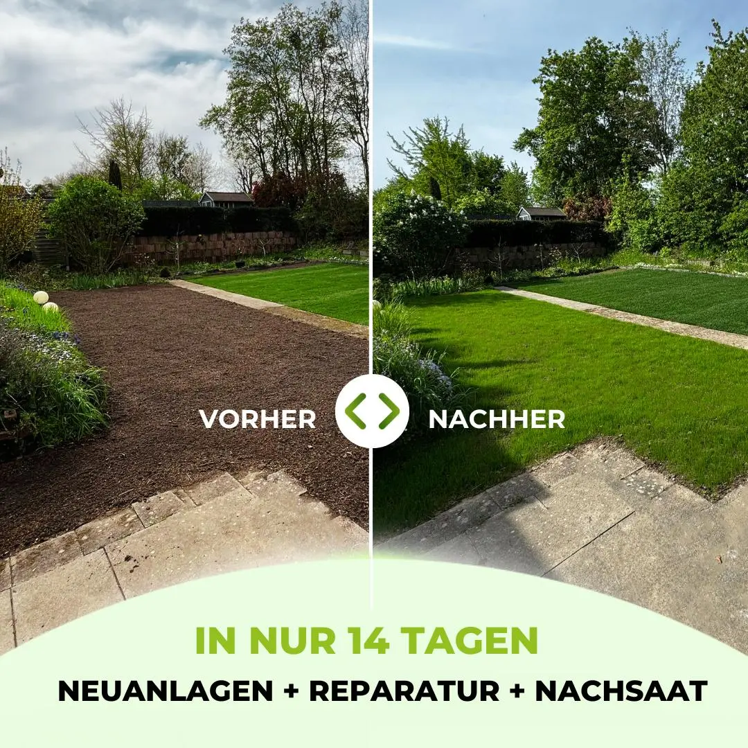 Rasensamen - Nachsaat, Reparatur und Neuanlage - Image 27
