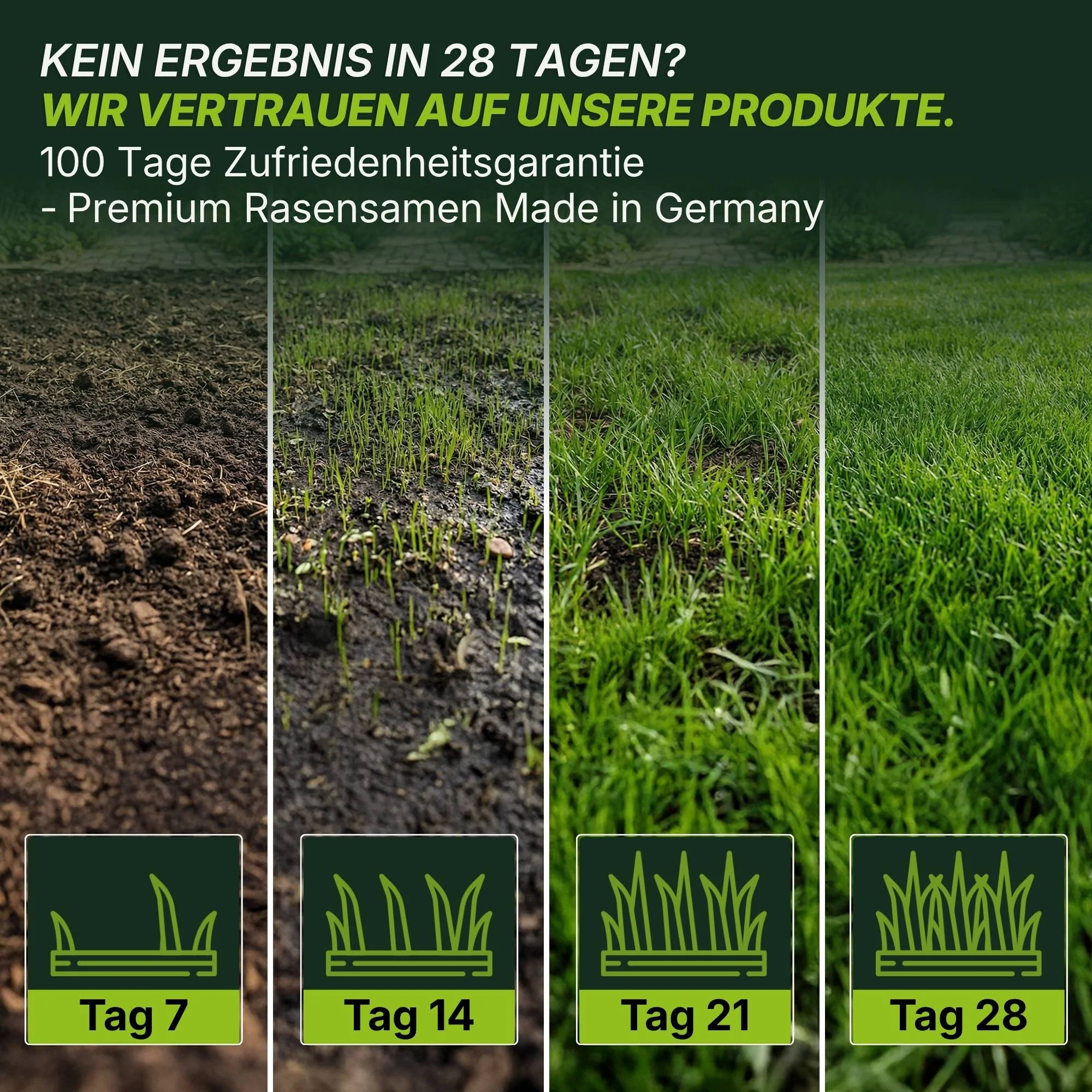 Rasensamen - Nachsaat, Reparatur und Neuanlage - Image 4